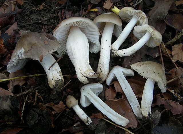 Hygrocybe  fornicata  (Fr.)   Singer